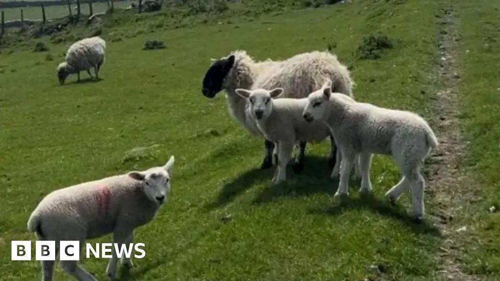 Isle of Man farmers' 'Respect our livelihoods' plea to TT fans