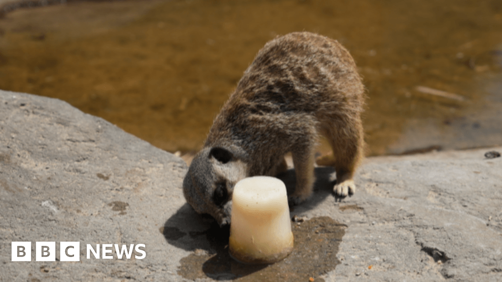 How Lincoln Zoo is keeping its animals cool in heatwave