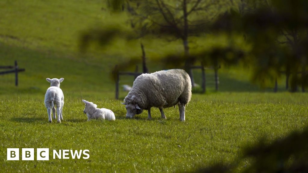 Sheep injured in spate of Toller Porcorum dog attacks in Dorset