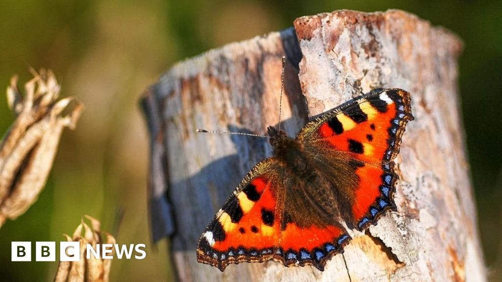 Canterbury butterfly project aims to halt Kent population decline