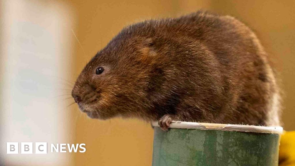 Fifty water voles bred in Kent are released in Surrey