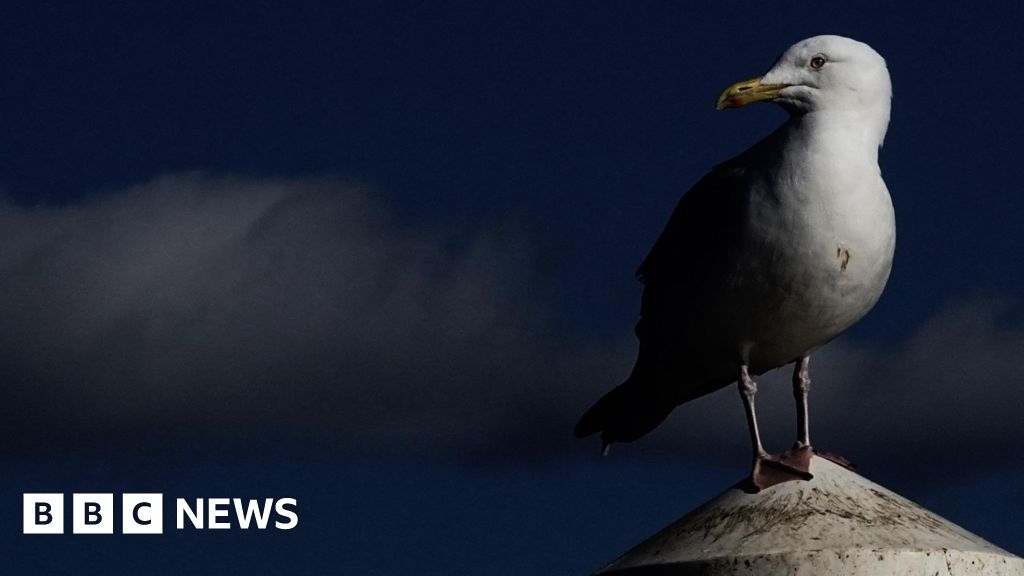 Seagulls baited with food and run over across north Wales