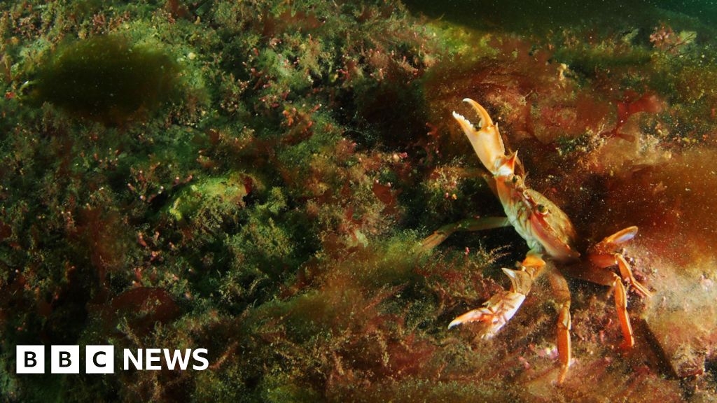 Conservationists 'shocked' by coral bed deterioration in Cornwall