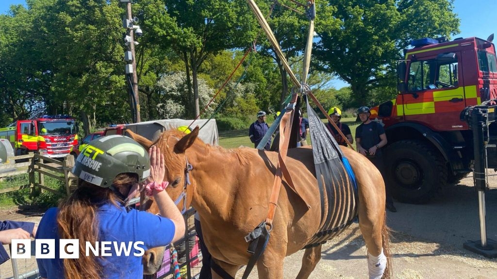 Winch needed in Billericay after Smarty the horse, 27, falls over
