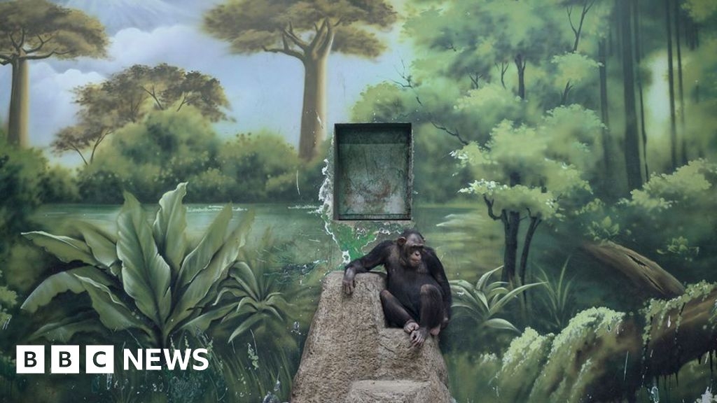 2025 Sony World Photography Awards: Winners revealed