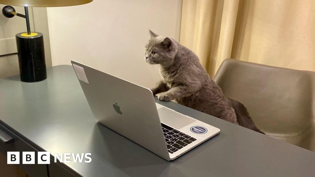 Firm posts lucrative office cat-sitting job