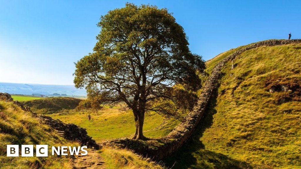 Sycamore Gap tree: The story so far