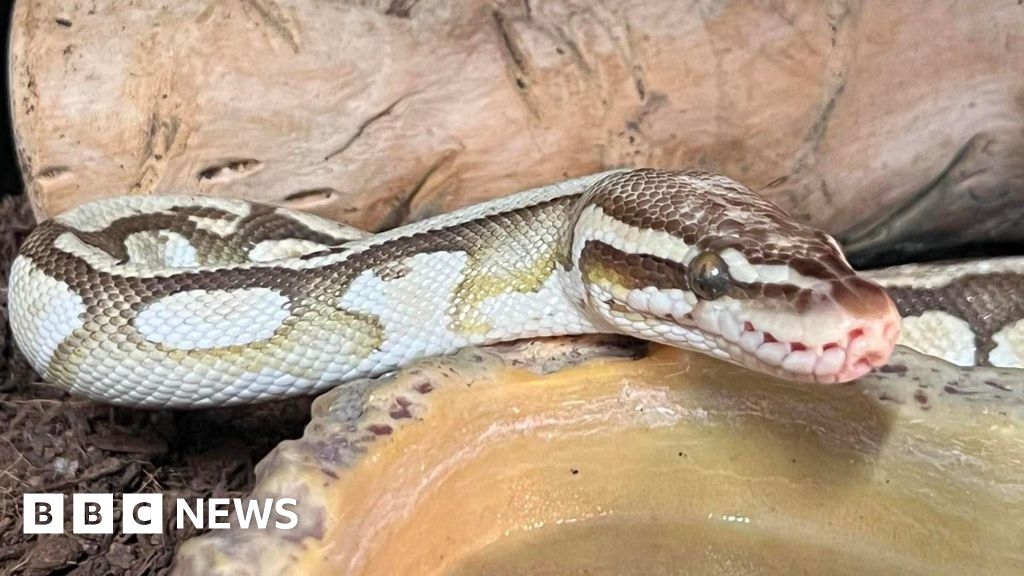 Snake that showed up in a Swindon toilet doing 'really well'