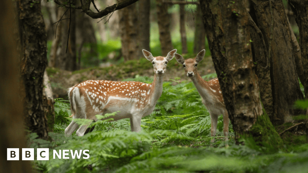Essex photographer, 14, wins contest with 'fairytale' deer image