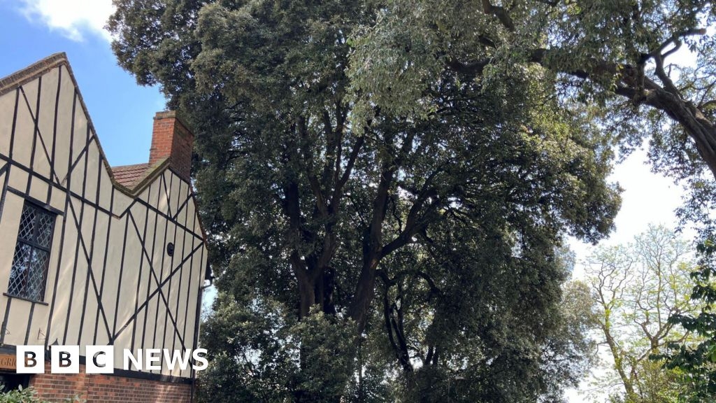 Stanford-le-Hope oak tree decision delayed by Thurrock Council