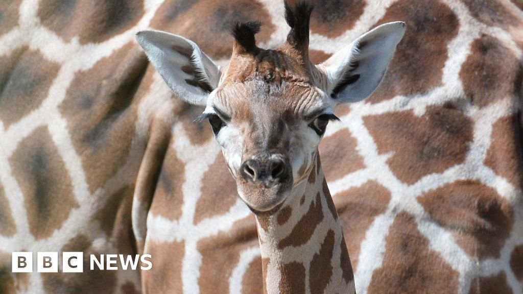 Belfast Zoo closed for a second day after E.coli outbreak