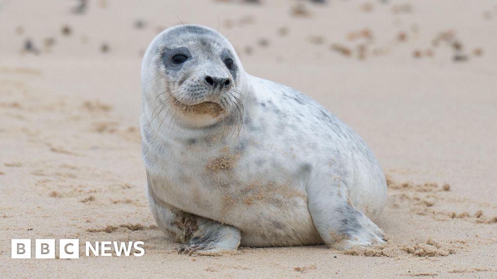 Warning as South Walney seal colony disturbed by kayaks