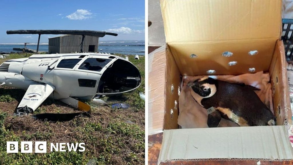 Unsecured penguin caused helicopter crash in South Africa
