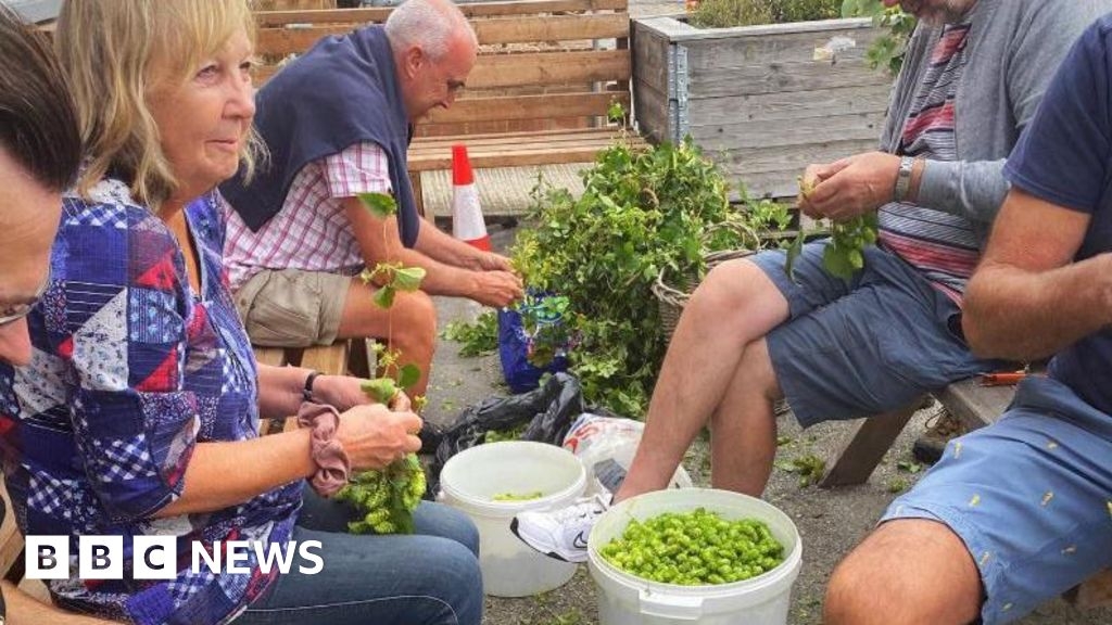 Thanet: Community hop growing scheme set to expand