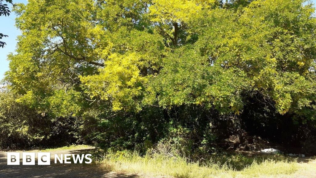 Tree may need felling in Mitcham housing scheme