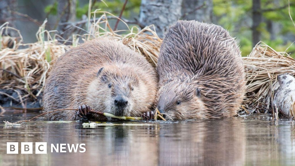 Names needed for Shropshire nature reserve's beavers