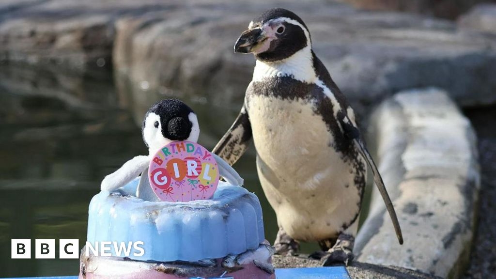 World's 'oldest' Humboldt penguin marks 37th birthday in Cornwall