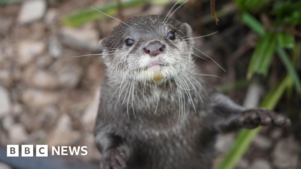 Somerset in pictures: Otters, owls and EastEnders pub