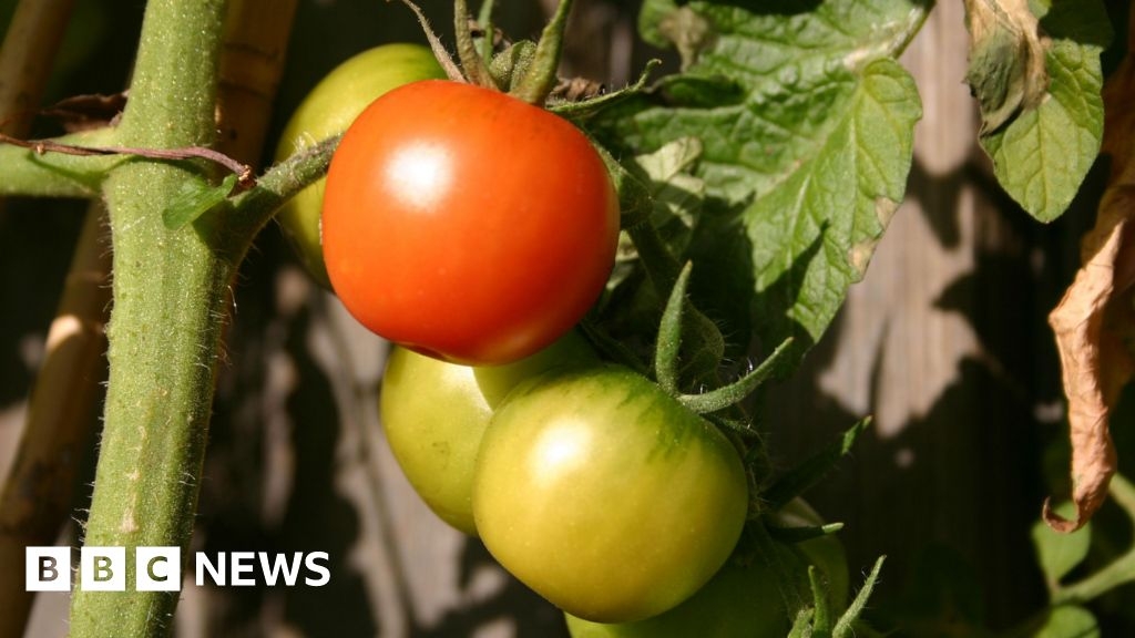 Gardeners encouraged to transform council land in Hull