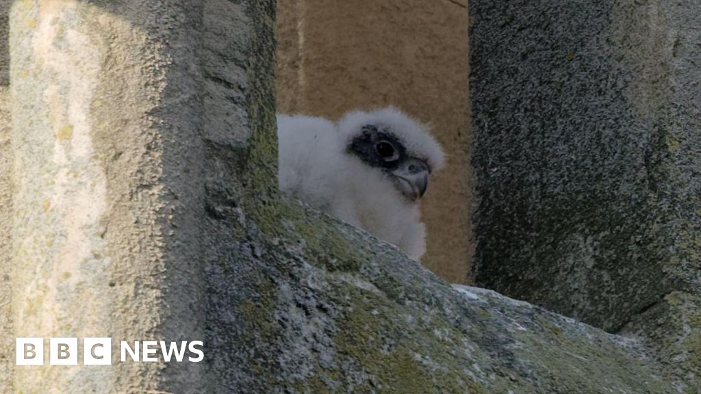 Worcester Cathedral last remaining peregrine falcon chick dies