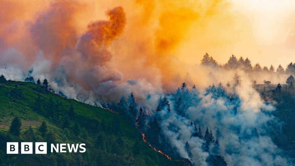 Wildfires pushing rare wildlife to extinction, say conservationists