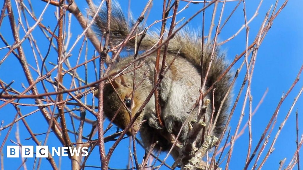 Elvis the stowaway squirrel in Guernsey thought captured or dead