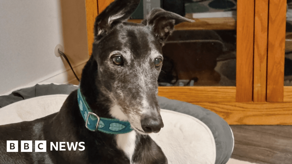 Three-legged dog is posthumous Make A Difference Awards finalist