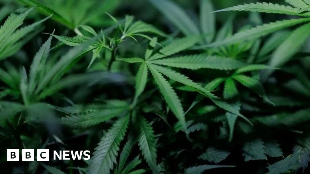 Humberside Police seize £1m of cannabis in Hull, Scunthorpe and Grimsby