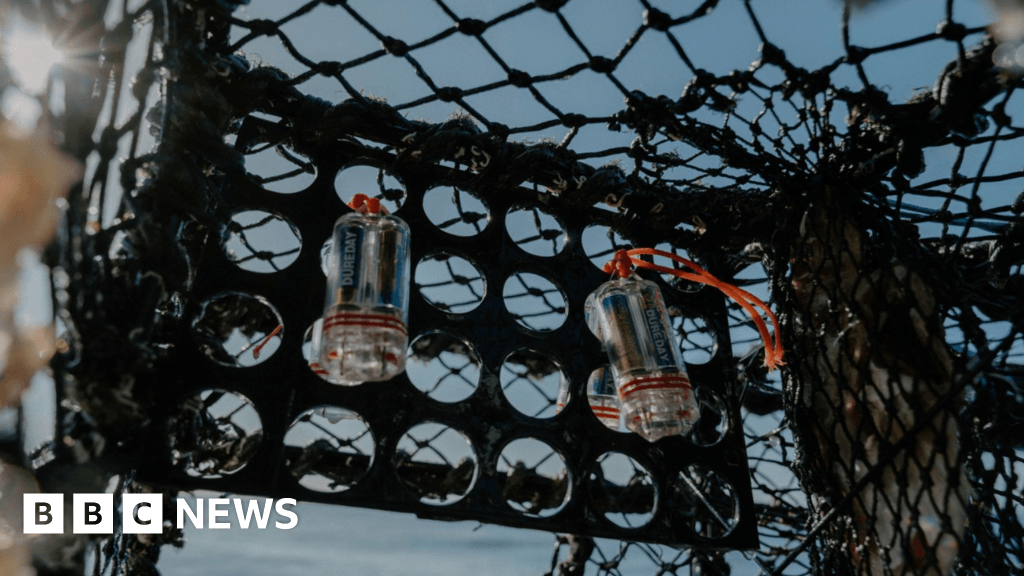 LED pots catch significantly more shrimp and fish, study shows