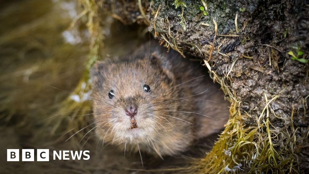 National Trust land to receive £5m nature boost