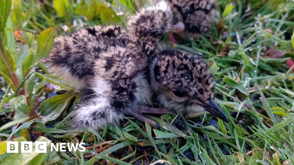 Stretham nature reserve marks 30 years with lapwing number boost