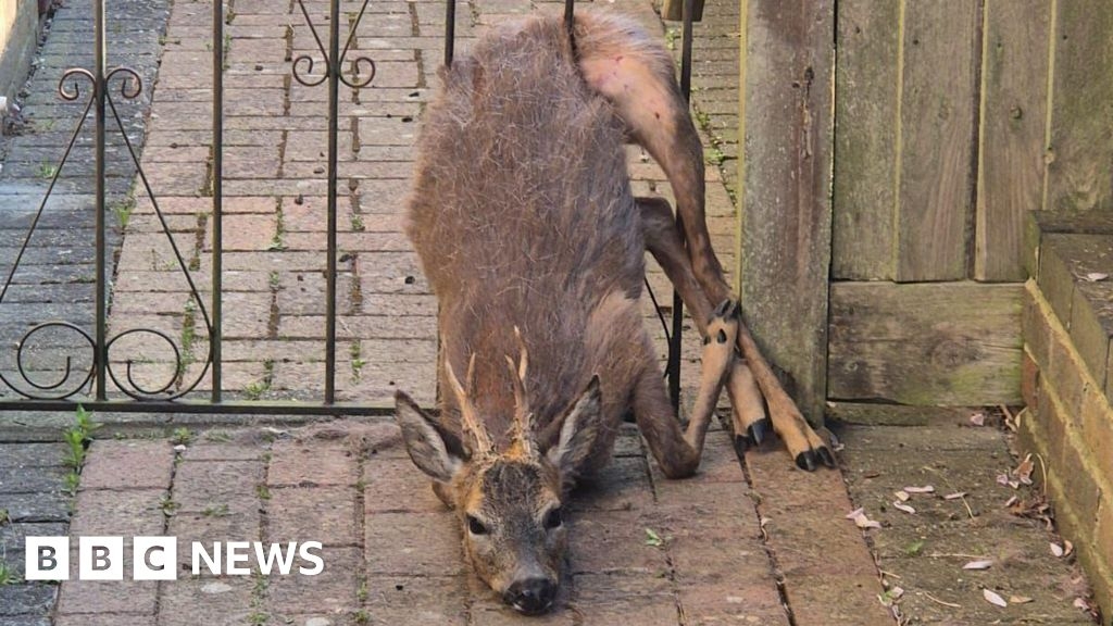 Deer gets stuck in garden gate railings in Surrey