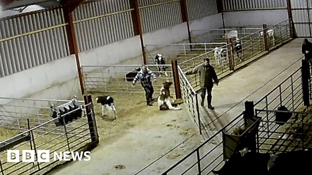 Farm animal bans for three Shropshire men who abused calves