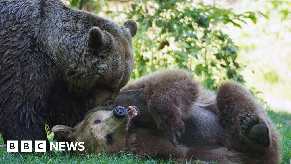 Boki the bear re-joins friends at Wildwood after brain surgery