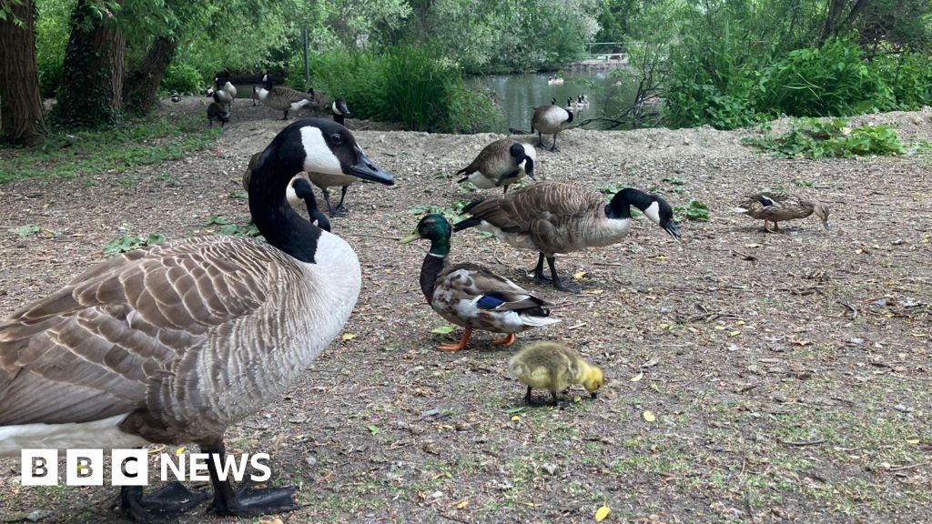 Geese numbers "unsustainable" at Didcot lake, residents told