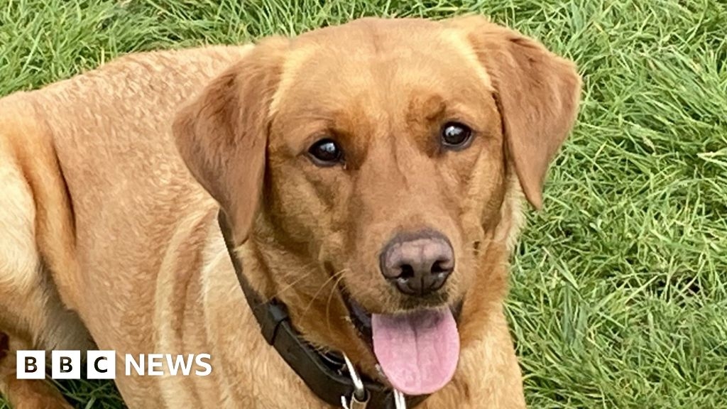 Suffolk building site favourite Merida to train as a therapy dog