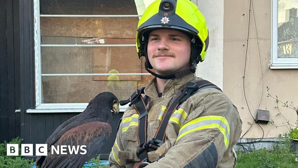 Harris's hawk rescued after Harlow rooftop aerial tangle
