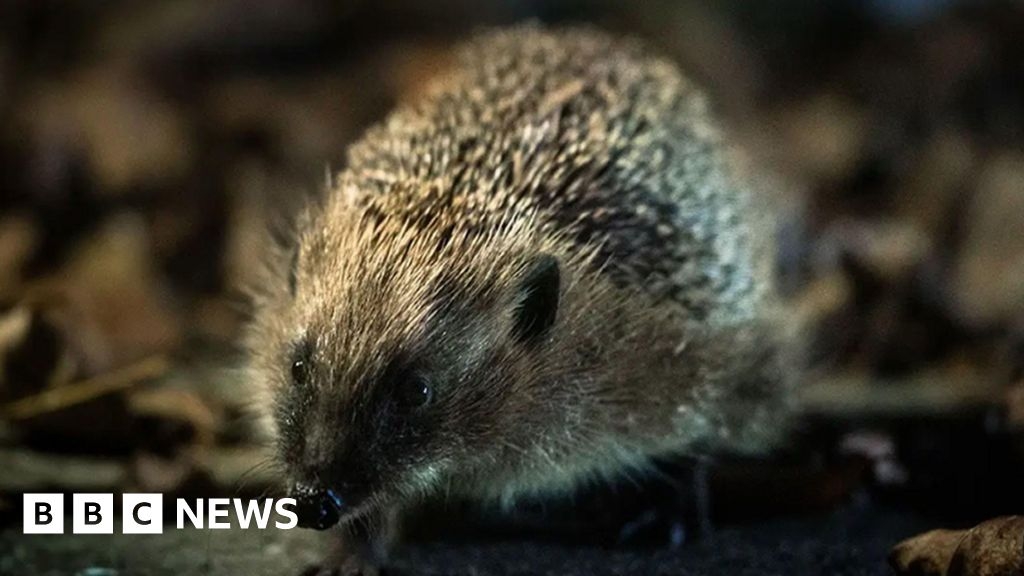 Chester Zoo receives £4m National Lottery grant for eco projects
