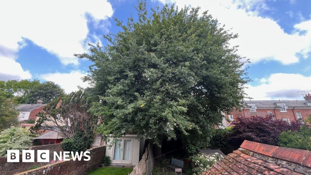 Winchester residents 'angry' as a large tree gets protection