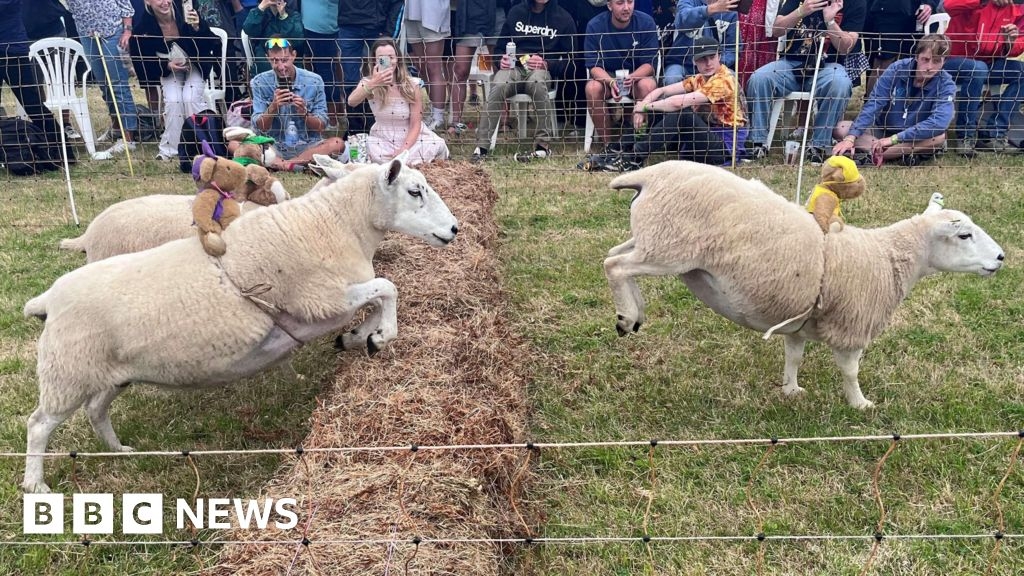 Animal rights group calls to cancel Sark sheep race