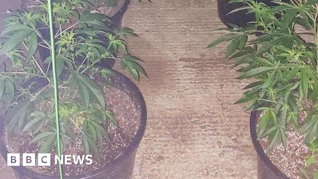 Cannabis in Ramsey found in caravans and sheds