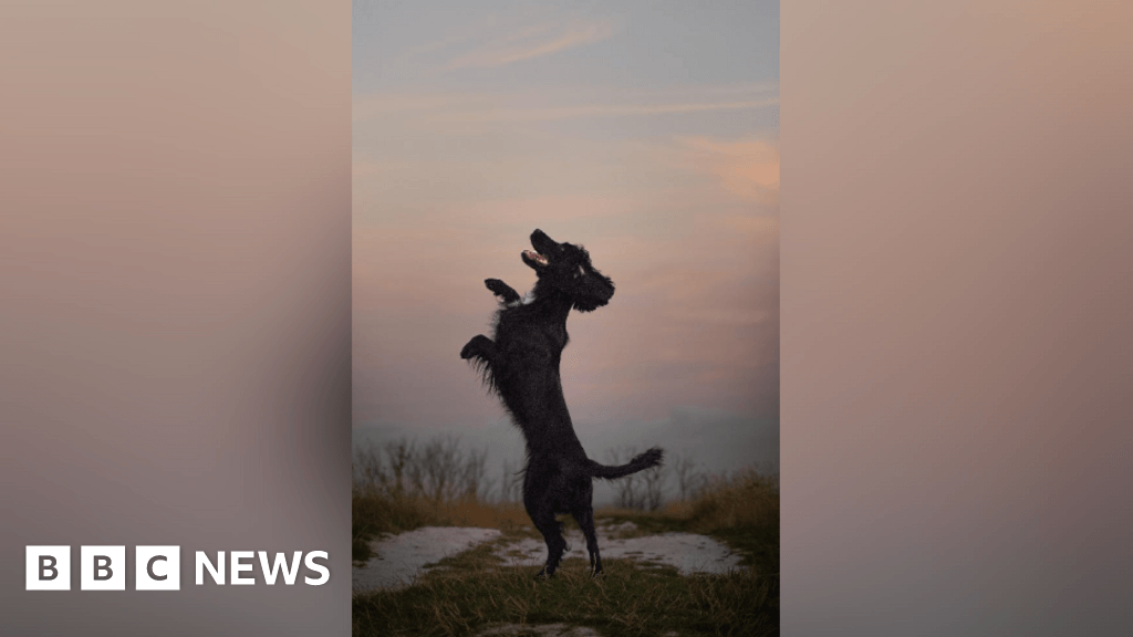 Teens' pet photos shortlisted for RSPCA photography award