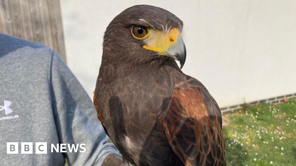 Flamstead Hawk update reveals he has 'calmed down'