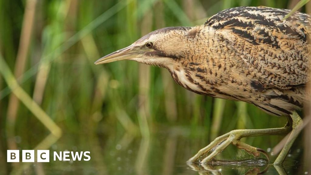 East Yorkshire nature reserve records its first breeding bitterns