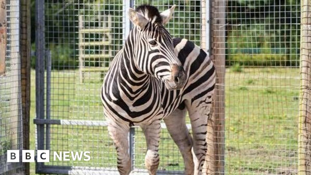 Cornish zoo welcomes new zebra from Devon