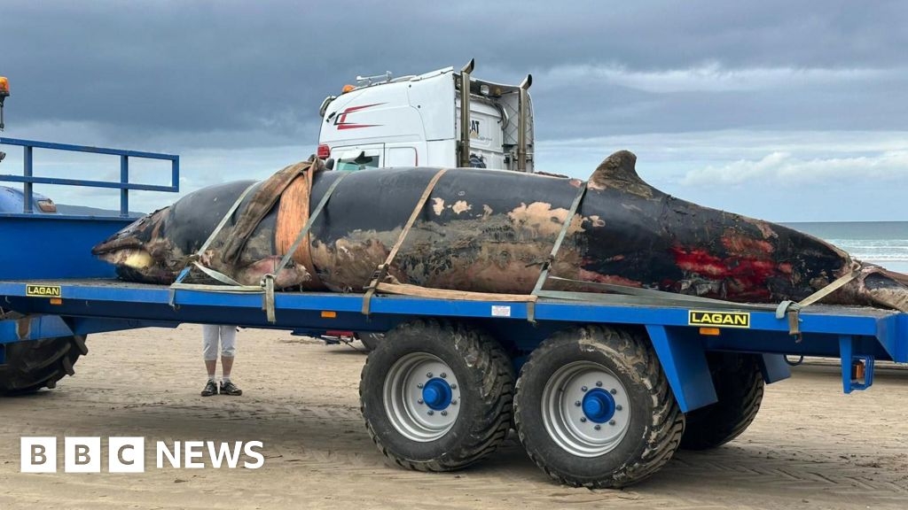 Portstewart Strand: Dead minke whale removed from County Londonderry beach