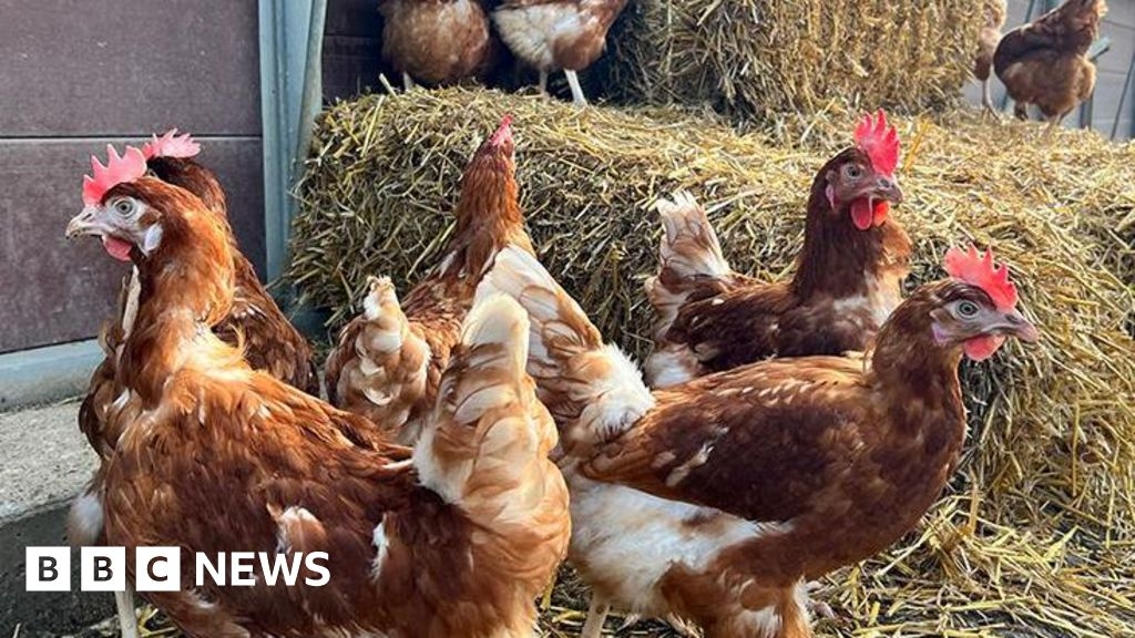 Campaign against plans for chicken poo gas plant in Anwick