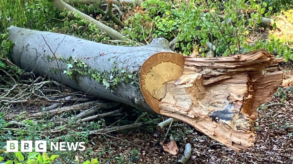 Trees felled without permission at Drayton nature reserve