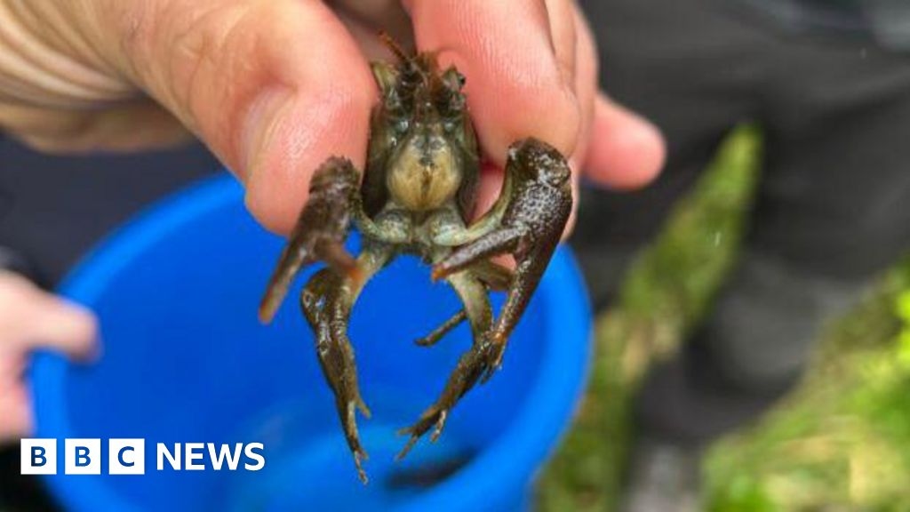 Endangered crayfish returning to Nottinghamshire waterways