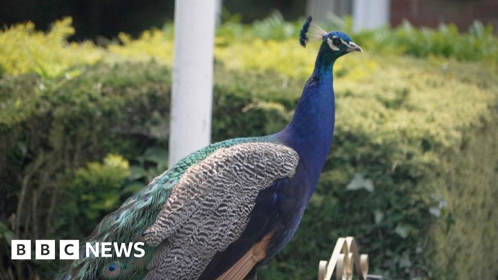 Hibaldstow villagers divided over peacocks